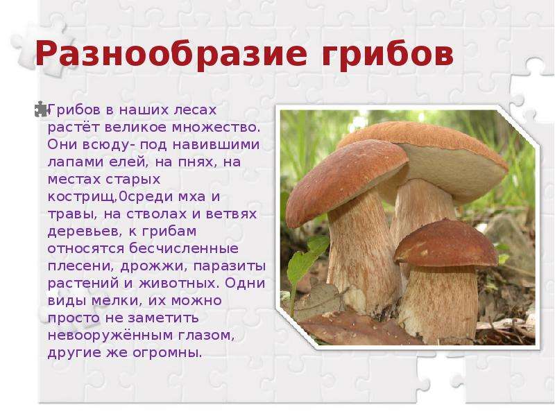Разнообразие грибов Грибов в