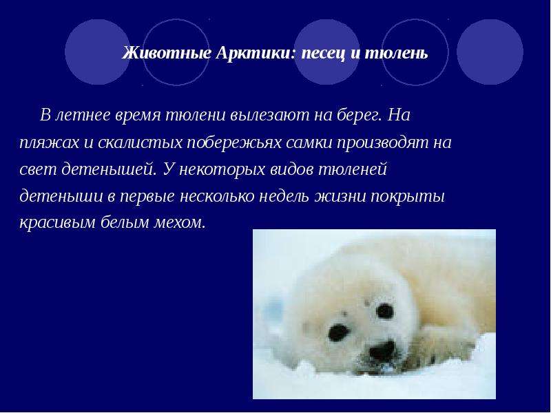 Животные Арктики песец и