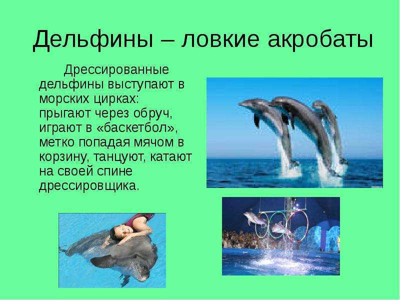 Дельфины ловкие акробаты