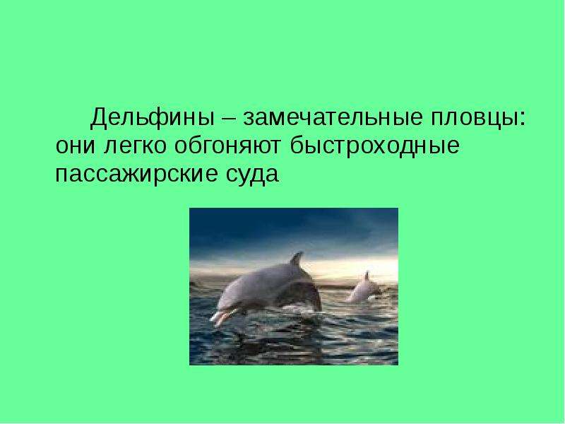 Дельфины замечательные пловцы