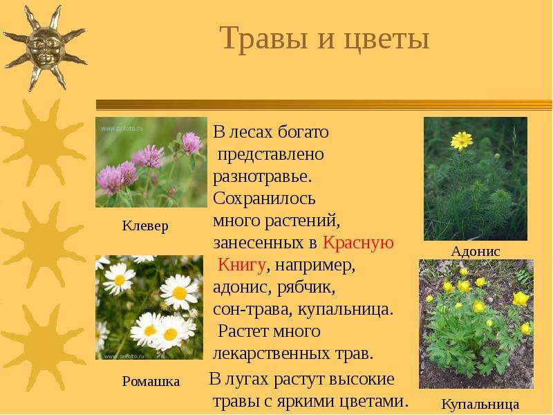 Травы и цветы
