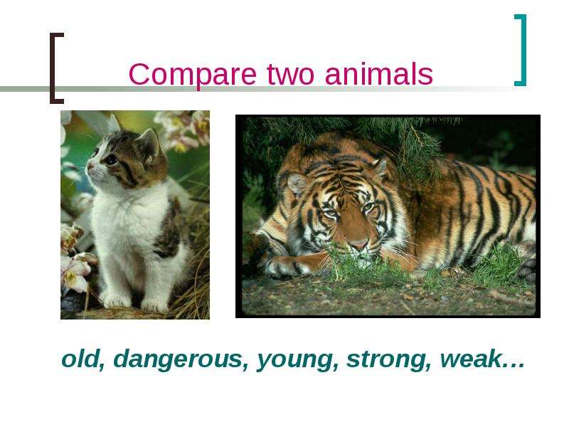 Compare two animals old,
