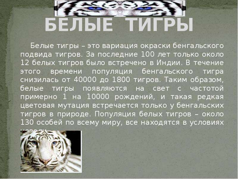 БЕЛЫЕ ТИГРЫ Белые тигры это