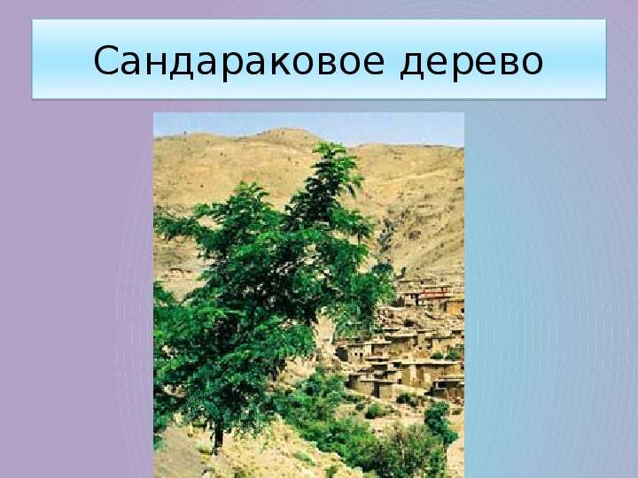 Сандараковое дерево