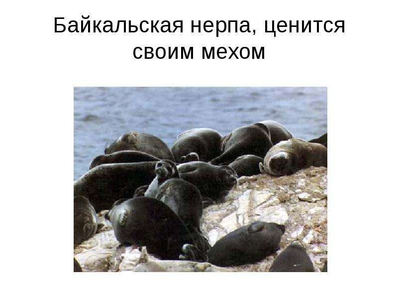 Байкальская нерпа, ценится