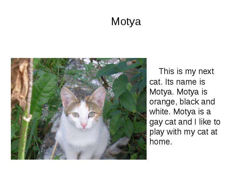 Motya This is my next cat.