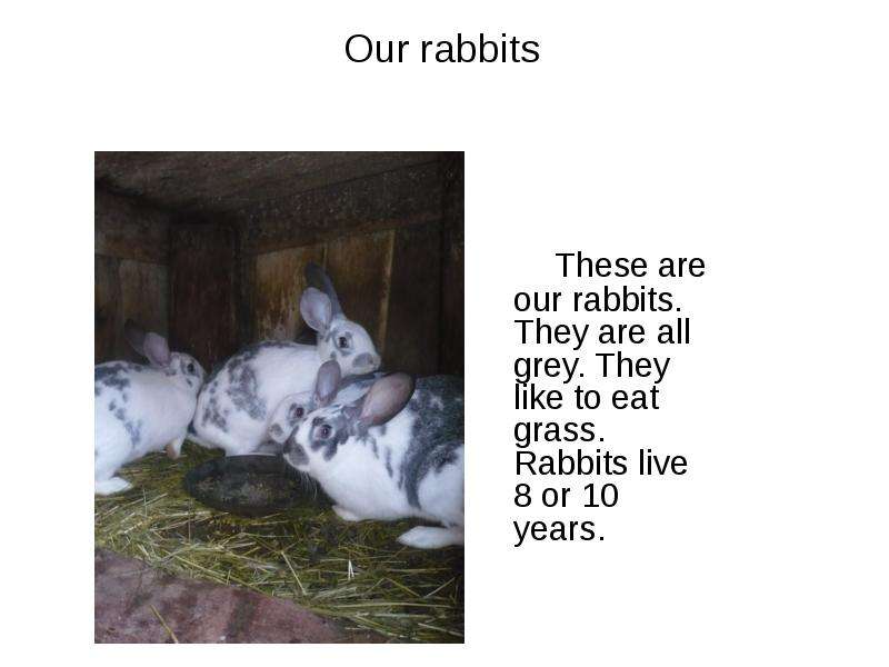 Our rabbits These are our