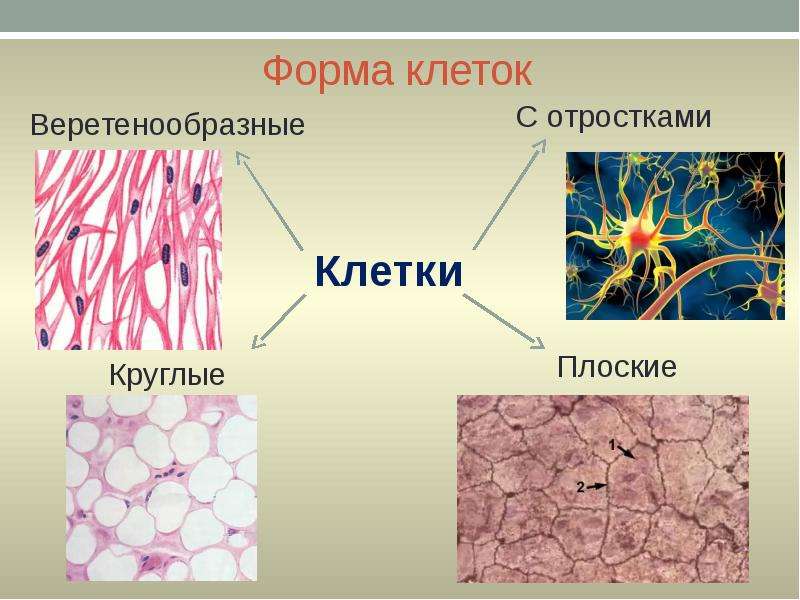 Форма клеток Веретенообразные