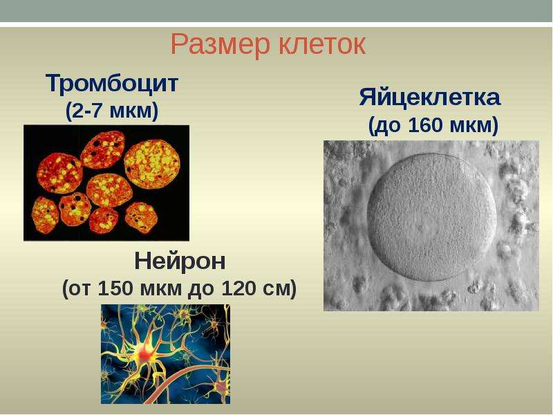 Размер клеток Тромбоцит - мкм