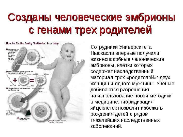 Созданы человеческие эмбрионы