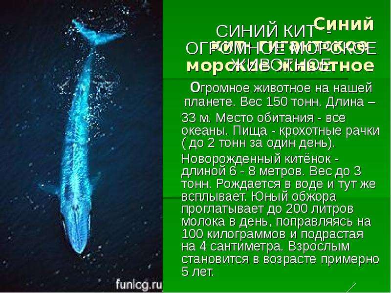 Синий кит- гигантское морское