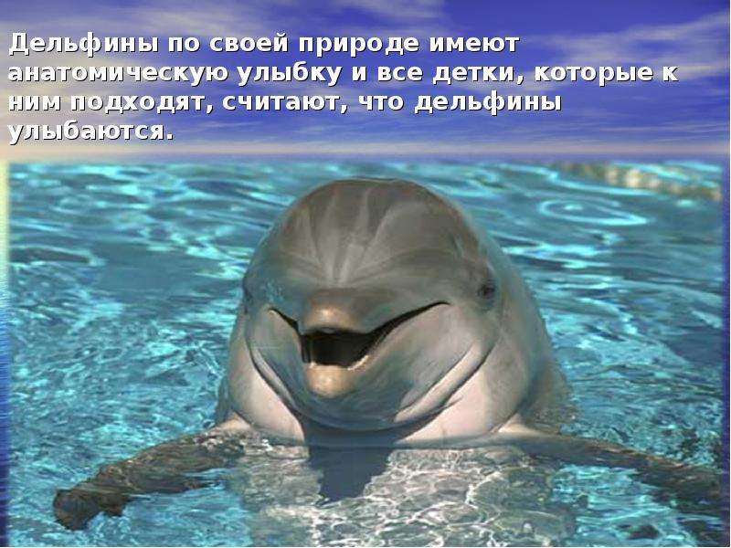 Дельфины по своей природе