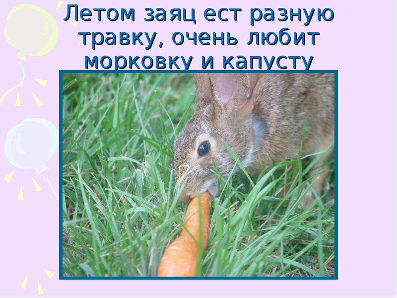 Летом заяц ест разную травку,