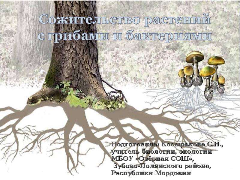 Презентация На тему "Сожительство растений с грибами и бактериями" - скачать презентации по Биологии