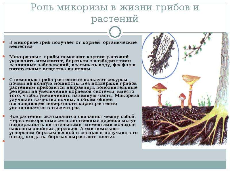 Роль микоризы в жизни грибов