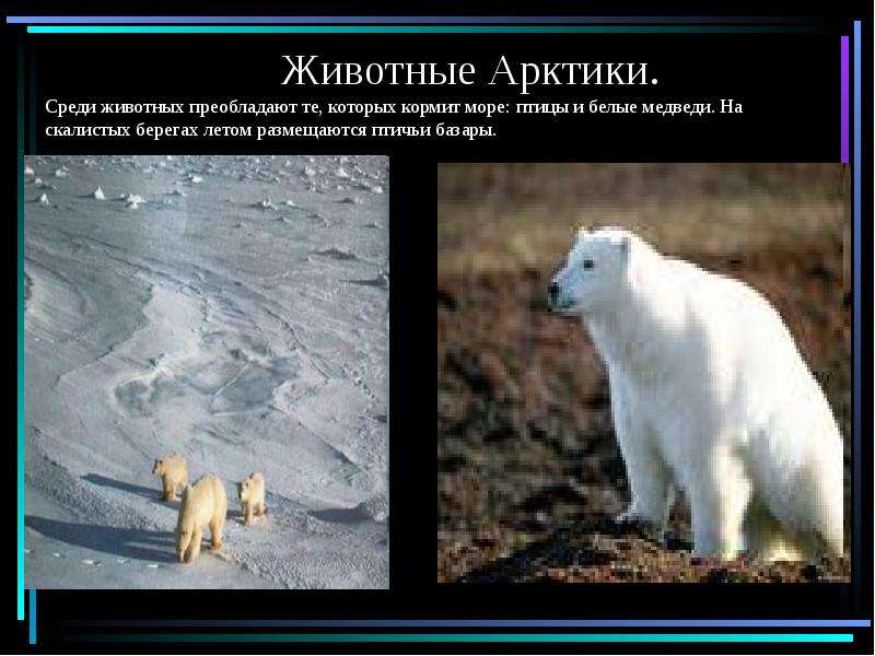 Животные Арктики. Среди