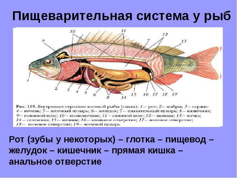 Пищеварительная система у рыб