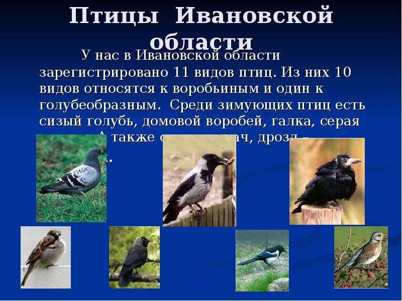 Птицы Ивановской области У