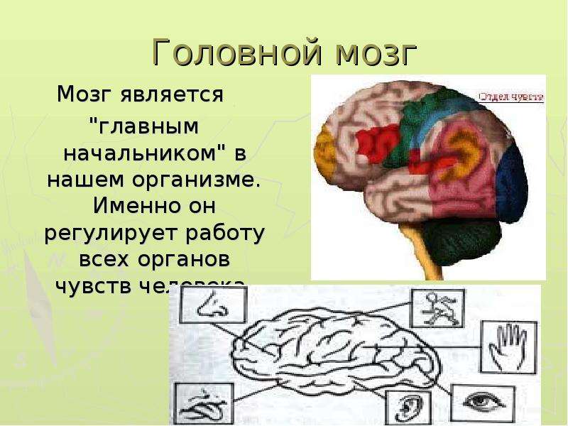 Головной мозг Мозг является