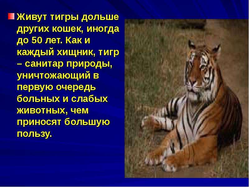 Живут тигры дольше других