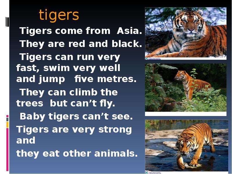 tigers Tigers come from Asia.