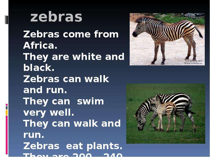 zebras Zebras come from