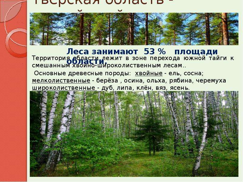 Тверская область - лесной край