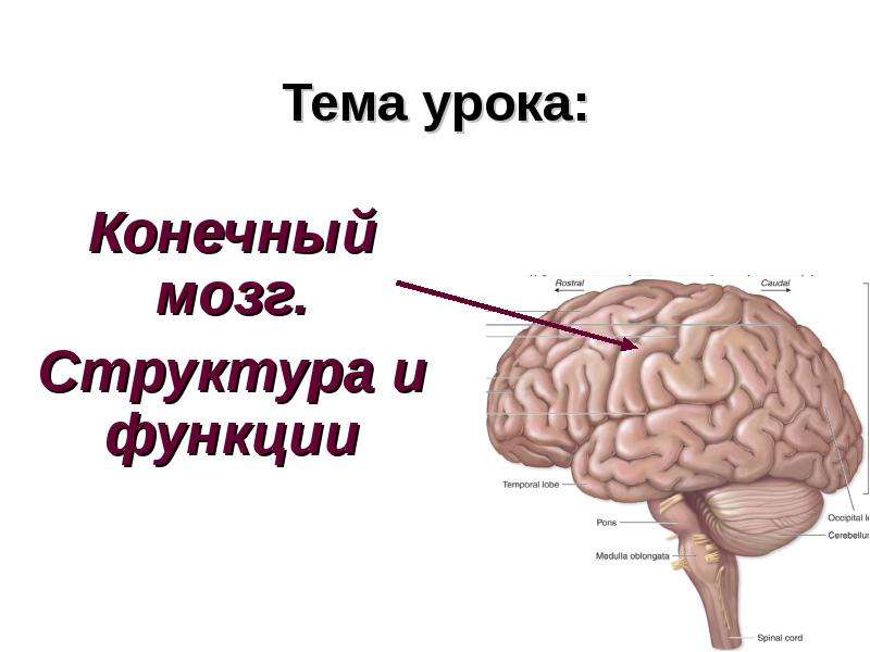 Презентация Тема урока: Конечный мозг. Структура и функции