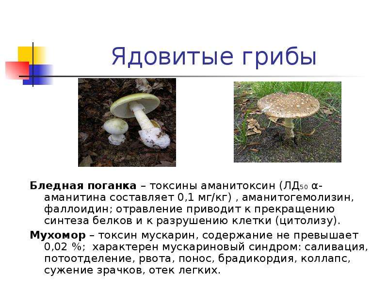 Ядовитые грибы Бледная