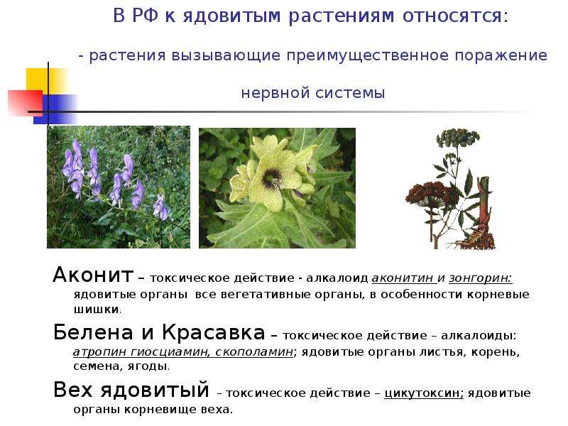 В РФ к ядовитым растениям