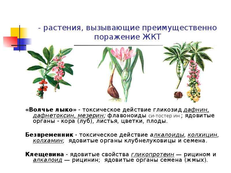 - растения, вызывающие