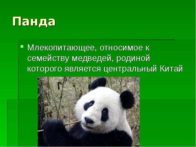 Панда Млекопитающее,