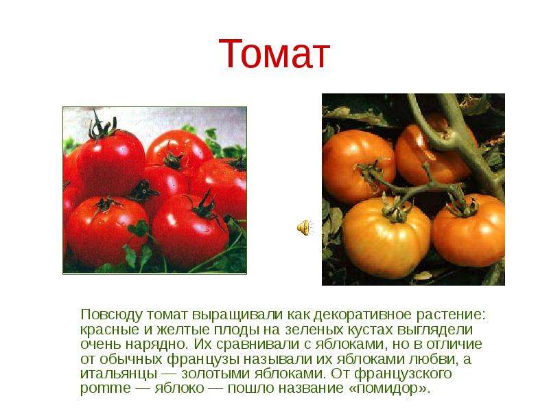 Томат Повсюду томат