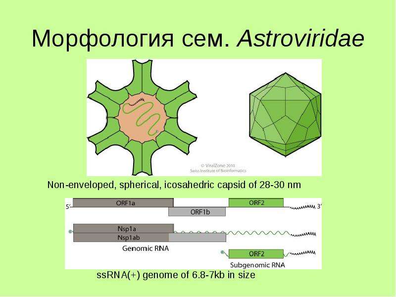 Морфология сем. Astroviridae