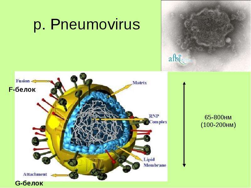 p. Pneumovirus