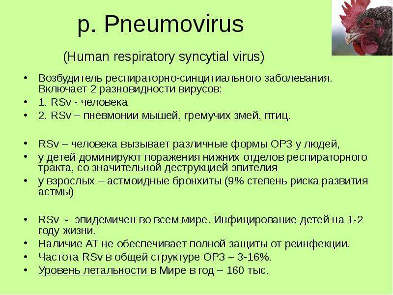 p. Pneumovirus Human