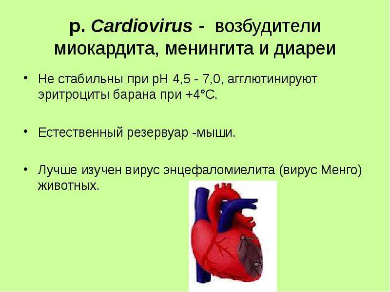 р. Cardiovirus - возбудители