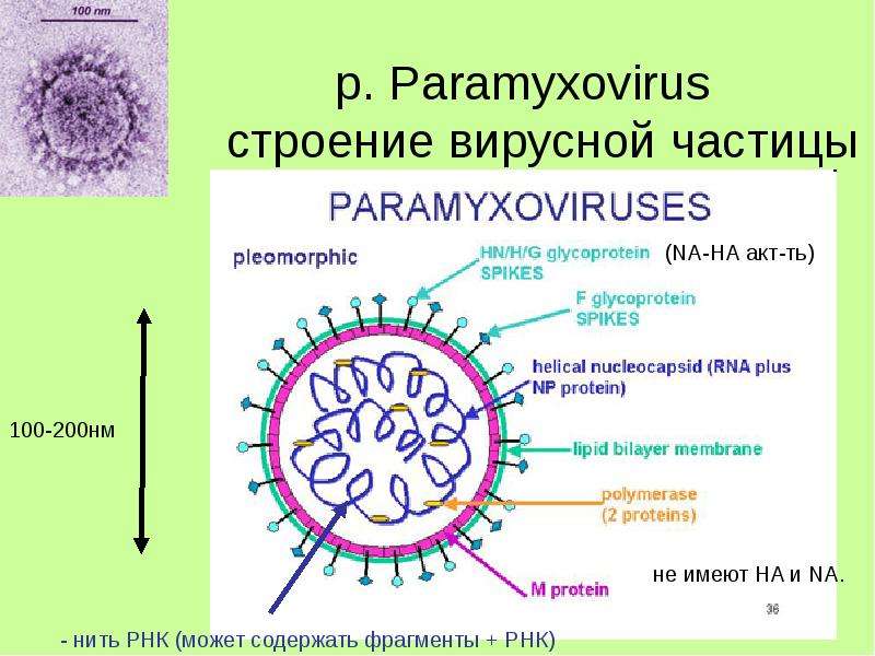 р. Paramyxovirus строение