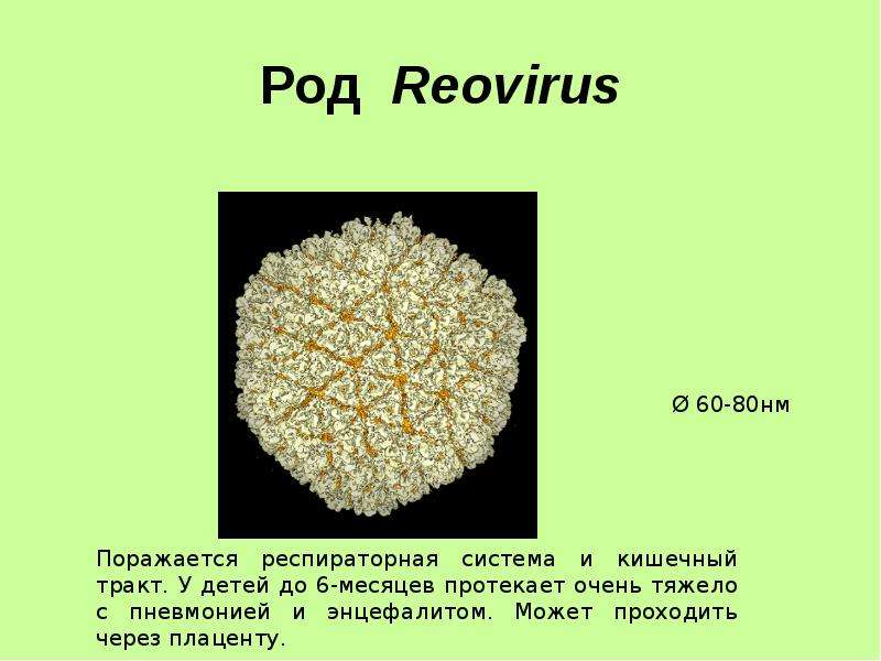 Род Reovirus