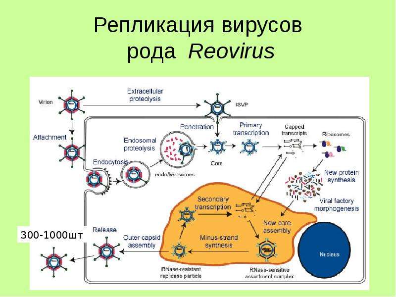 Репликация вирусов рода