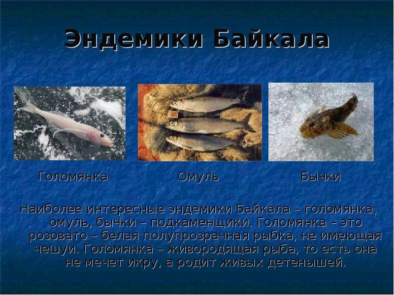 Эндемики Байкала Голомянка