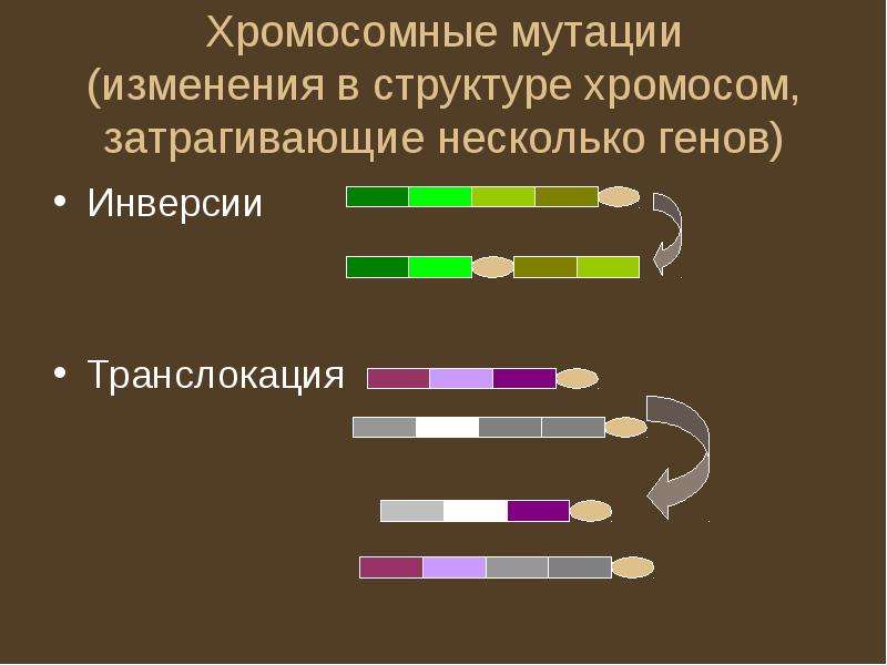 Хромосомные мутации изменения