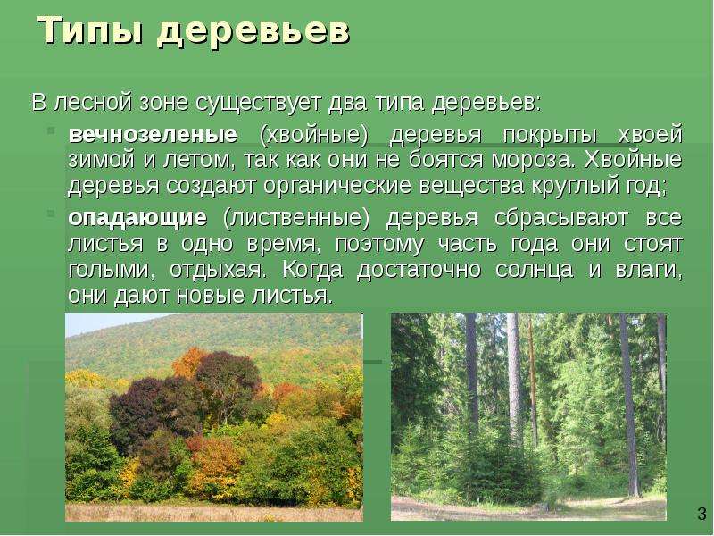 Типы деревьев В лесной зоне