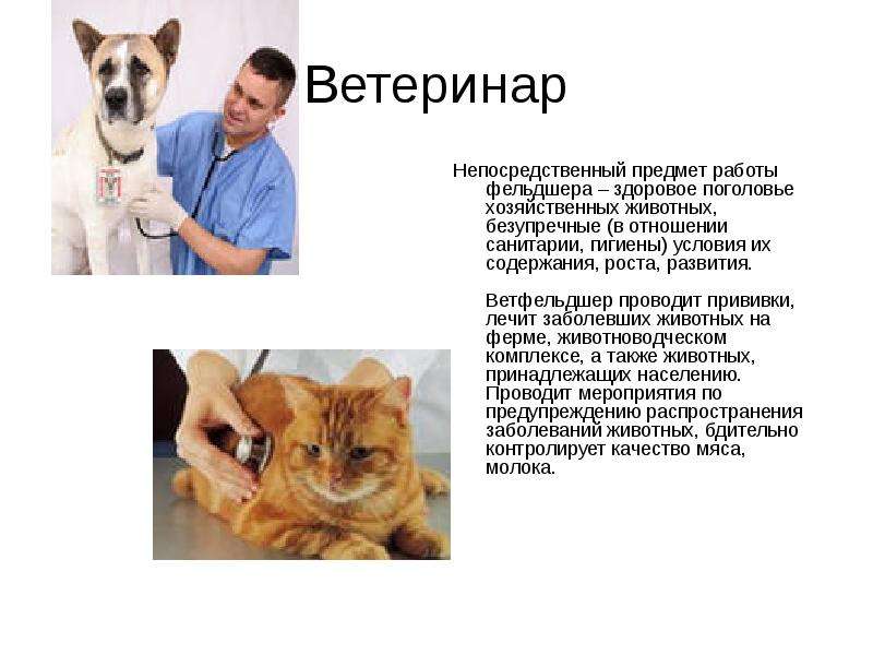 Ветеринар