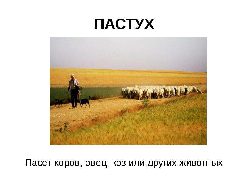 ПАСТУХ Пасет коров, овец, коз