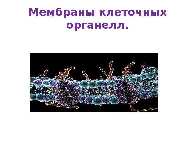 Мембраны клеточных органелл.