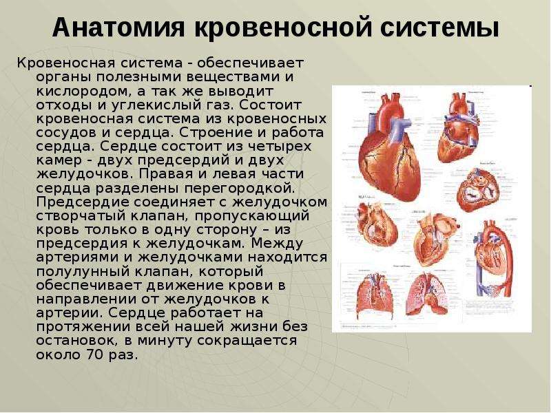 Анатомия кровеносной системы