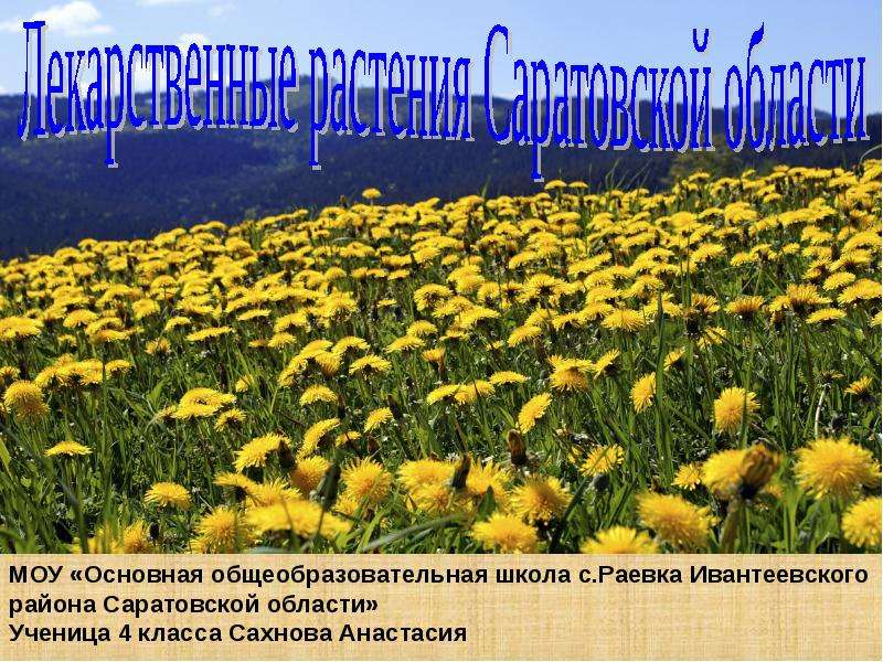 Презентация Лекарственные растения Саратовской области - презентация для начальной школы
