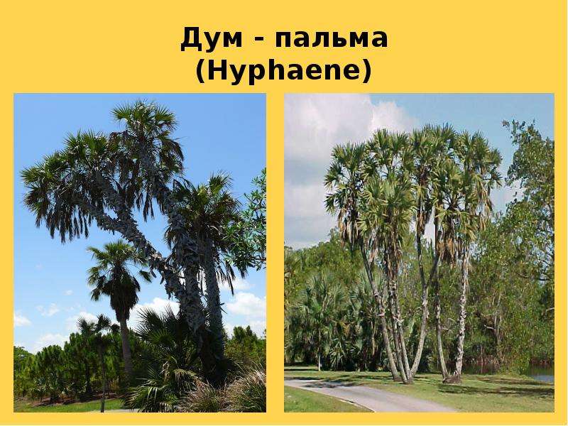 Дум - пальма Hyphaene