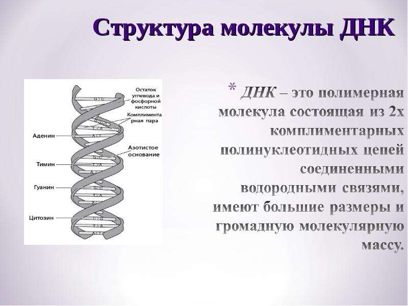 Структура молекулы ДНК